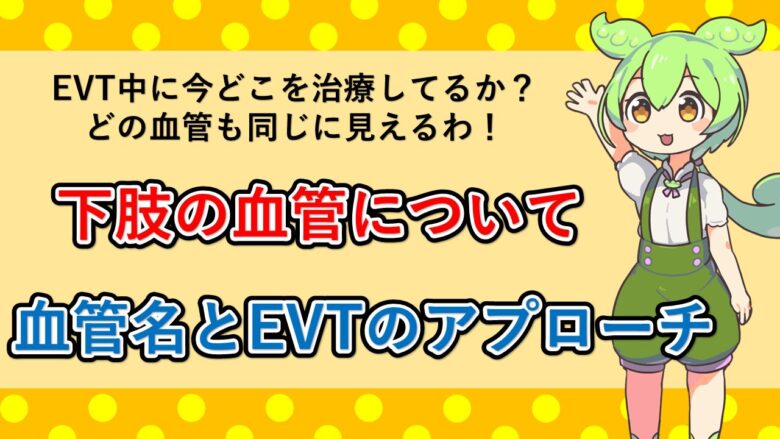 下肢の血管名とEVTのアプローチ
